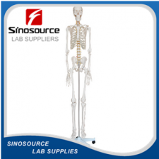 Life-Size Skeleton 180cm Tall XC-101